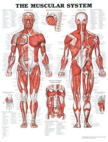 Plansch anatomi muskler 50x65cm